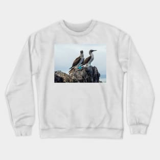 Blue-footed Boobies Crewneck Sweatshirt